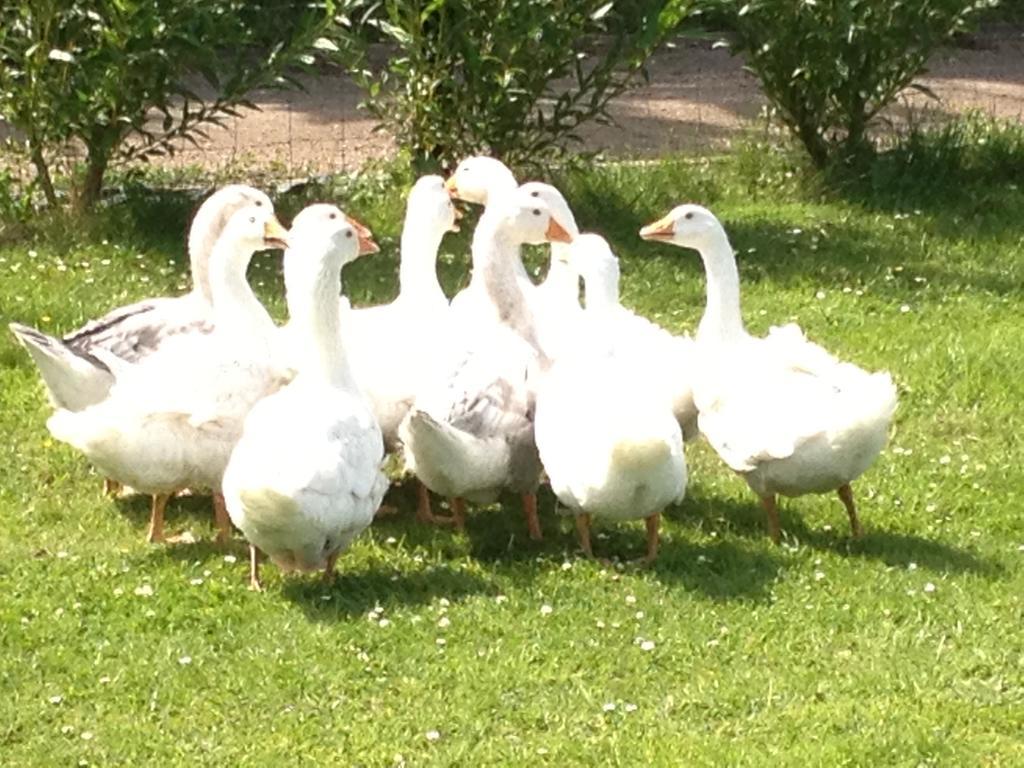 Willow Court Farm The Lodge & Petting Farm, 8 Mins From Legoland & Windsor, 15 Mins From Lapland Uk Eksteriør billede