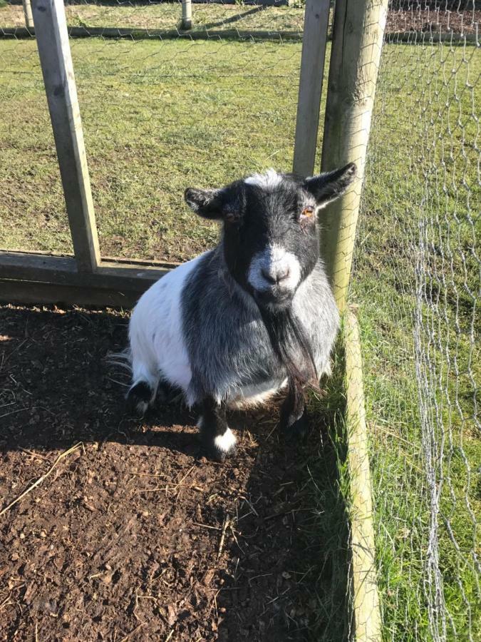 Willow Court Farm The Lodge & Petting Farm, 8 Mins From Legoland & Windsor, 15 Mins From Lapland Uk Eksteriør billede