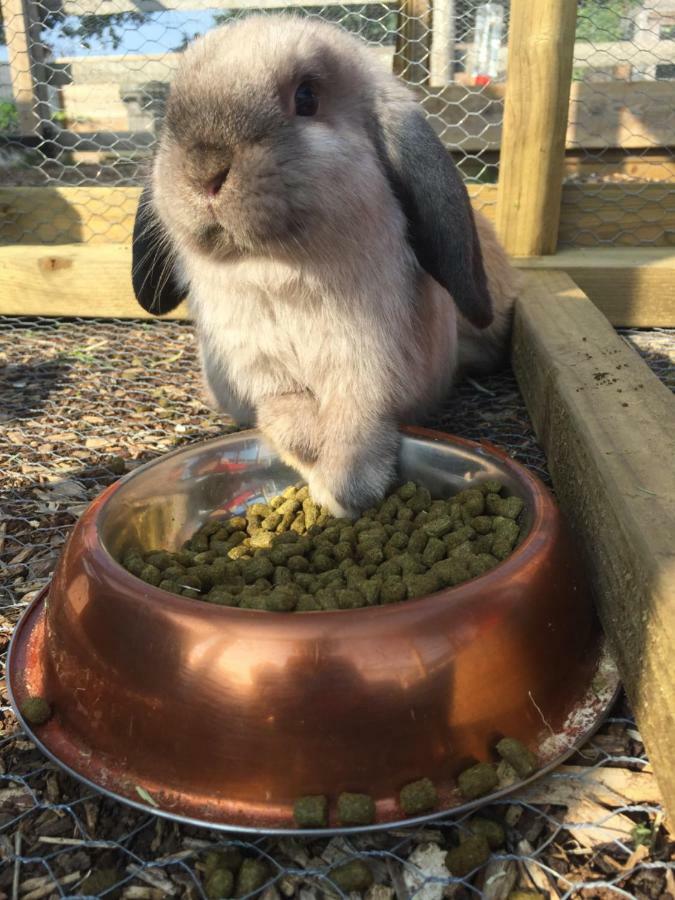 Willow Court Farm The Lodge & Petting Farm, 8 Mins From Legoland & Windsor, 15 Mins From Lapland Uk Eksteriør billede